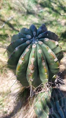Echinopsis rhodotricha
