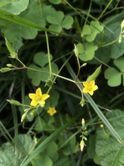Oxalis stricta