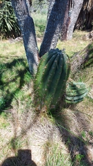Echinopsis rhodotricha