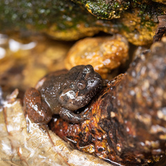 Nyctibatrachus poocha