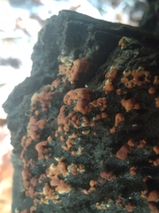 Botryobasidium aureum