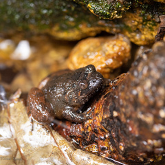 Nyctibatrachus poocha