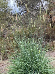 Phalaris aquatica