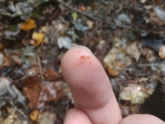 Botryobasidium aureum