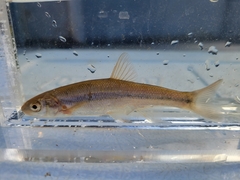 Couesius plumbeus