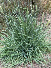Phalaris aquatica