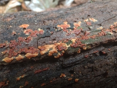 Botryobasidium aureum