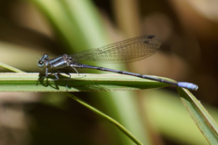 Argia hinei
