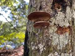 Ganoderma zonatum