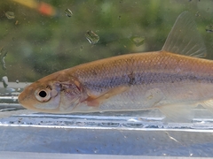 Couesius plumbeus