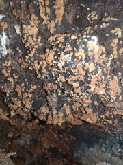 Botryobasidium aureum