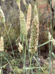 Phalaris aquatica