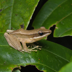 Indosylvirana