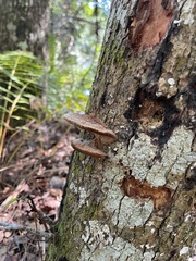 Ganoderma zonatum