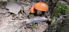 Tylopilus balloui