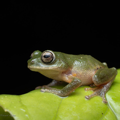 Malabar Bubble-Nest Frog photo 2