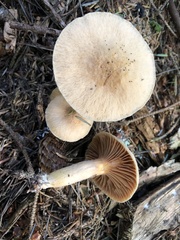 Chroogomphus tomentosus