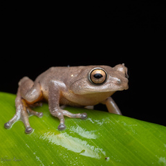 Raorchestes