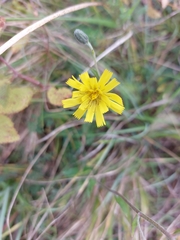 Hieracium murorum