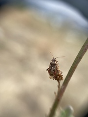 Liorhyssus