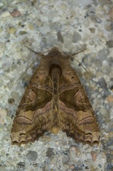 Phlogophora periculosa