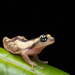 Ochlandra Shrub Frog - Photo (c) Vikrant Kumar, some rights reserved (CC BY-NC), uploaded by Vikrant Kumar