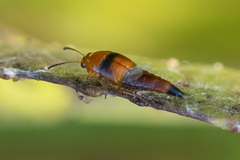 Tachyporus obtusus