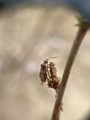 Liorhyssus