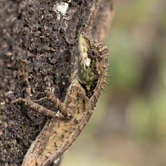 Monilesaurus ellioti