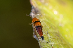 Tachyporus obtusus