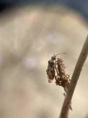 Liorhyssus