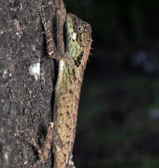 Monilesaurus ellioti