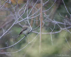 Empidonax minimus