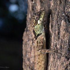 Monilesaurus ellioti