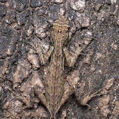 Monilesaurus ellioti