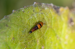 Tachyporus obtusus