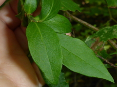 Vaccinium fuscatum