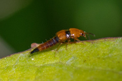 Tachyporus obtusus