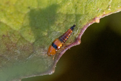 Tachyporus obtusus