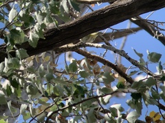 Vireo solitarius