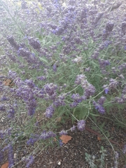 Hyssopus officinalis