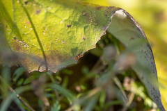 Tachyporus obtusus