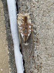 Megatibicen pronotalis