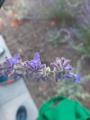 Hyssopus officinalis