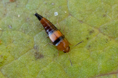 Tachyporus obtusus