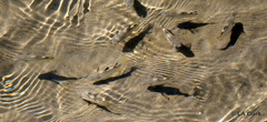 Ellochelon vaigiensis