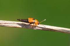 Tachyporus obtusus