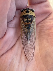 Megatibicen pronotalis