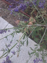 Hyssopus officinalis