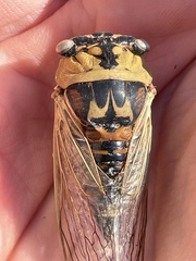 Megatibicen pronotalis